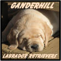 Our Labs are first and foremost members of our family. Our breeding focus is on type, temperament, soundness and trainability.