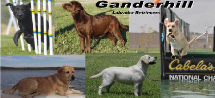Located in North Eastern Oklahoma. Our Labs are first and foremost a part of our family. We only breed 1 or 2 carefully planned litters a year.